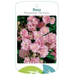 Rosa [Polyantha] 'The...