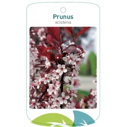 Prunus xcistena FMTLL0842