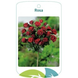 Rosa stem lightred FMTLL0841