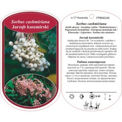 Sorbus cashmiriana FPBN0248