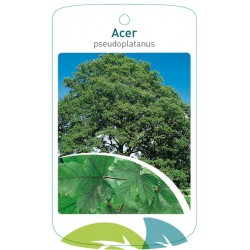 Acer pseudoplatanus FMTLL0873