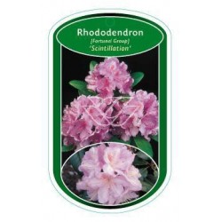 Rhododendron...