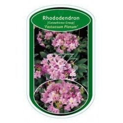 Rhododendron 'Fastuosum...