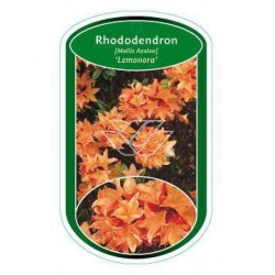 Rhododendron (Mollis)...