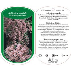 Kolkwitzia amabilis FPBN0063