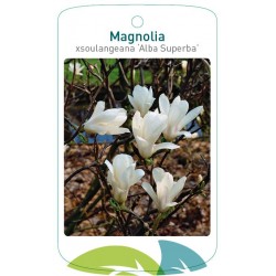 Magnolia xsoulangeana 'Alba...