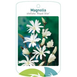 Magnolia stellata 'Royal...