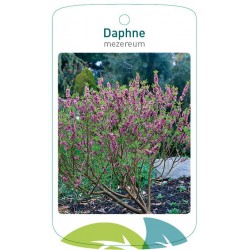 Daphne mezereum FMTLL0519