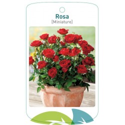 Rosa [Miniature] red FMTLL0533