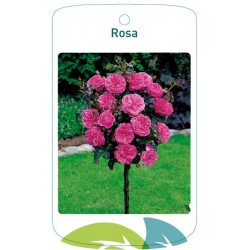 Rosa stem darkpink FMTLL0535