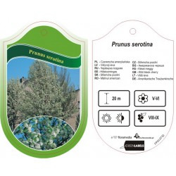 Prunus serotina FPGL0732