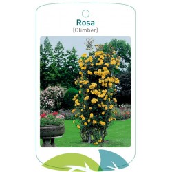 Rosa [climber] yellow...