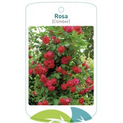 Rosa [Climber] red FMTLL0541