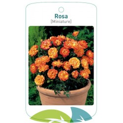 Rosa [Miniature] orange...