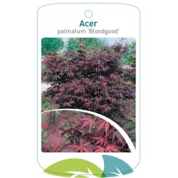 Acer palmatum 'Bloodgood'...