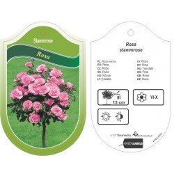 Rosa stammrose różowa FPGL0601
