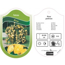 Rosa parkrose żółta FPGL0585