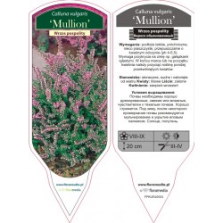 Calluna vulgaris 'Mullion'...