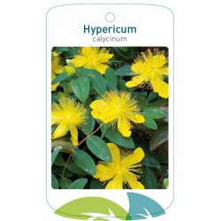 Hypericum calycinum FMTLL0501