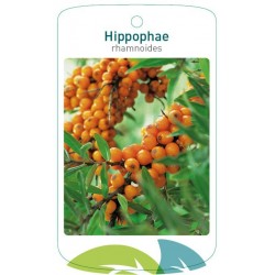 Hippophae rhamnoides FMTLL0499