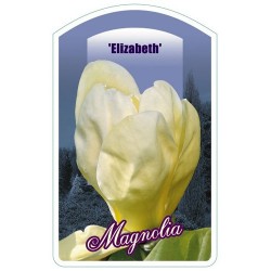 Magnolia 'Elizabeth' FPK084