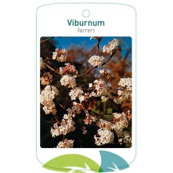 Viburnum farreri FMTLL0517