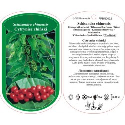 Schisandra chinensis FPBN0022