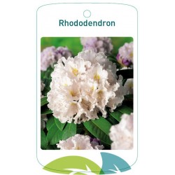 Rhododendron white FMTLL0417