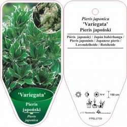 Pieris japonica 'Variegata'...