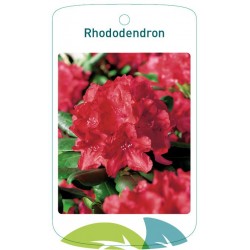 Rhododendron red FMTLL0415