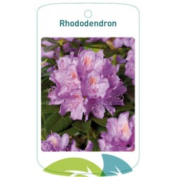 Rhododendron lilac FMTLL0414
