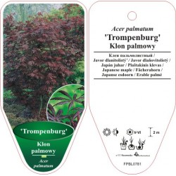 Acer palmatum 'Trompenburg'...