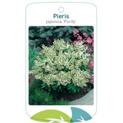 Pieris japonica 'Purity'...