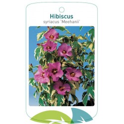 Hibiscus syriacus...
