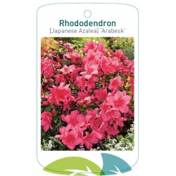 Rhododendron 'Arabesk'...
