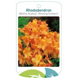 Rhododendron 'Glowing...