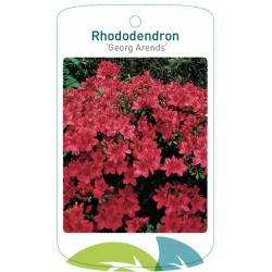 Rhododendron 'Georg Arends'...