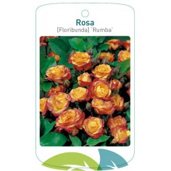 Rosa [Floribunda] 'Rumba'...