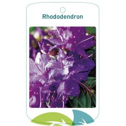 Rhododendron blue FMTLL0637