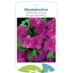 Rhododendron 'Purple...