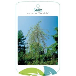 Salix purpurea 'Pendula'...