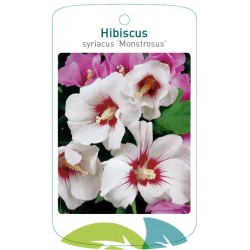 Hibiscus syriacus...