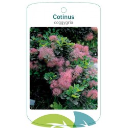 Cotinus coggygria FMTLL0480
