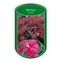 Nerium oleander (enkel,...