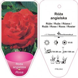 Rosa angielska czerwona...