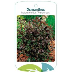 Osmanthus heterophyllus...