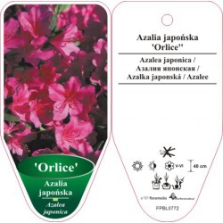 Azalea japonica 'Orlice'...