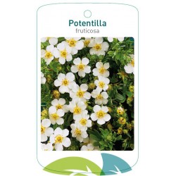 Potentilla fruticosa white...