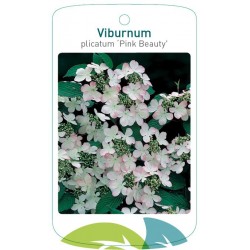 Viburnum plicatum 'Pink...