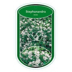 Stephanandra incisa FLBN1624